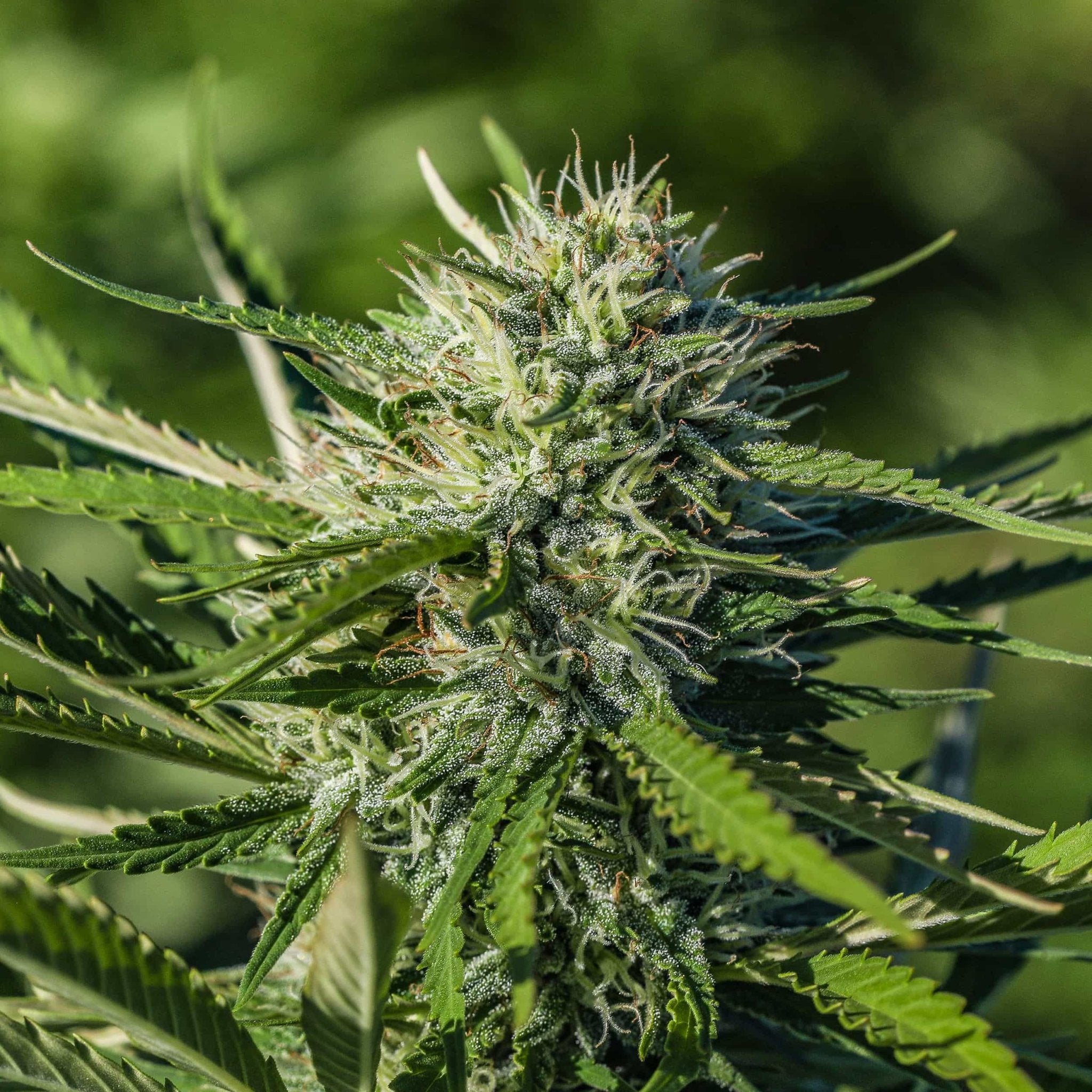 White CBG Seedless - GTR Seeds