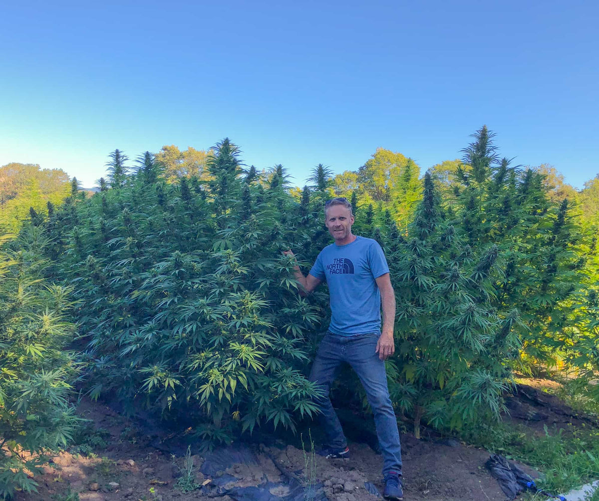 أحسن 10 ديال زريعة CBD للزراعة فالدار: الأصناف المفضلة عندنا للحديقة ديالك