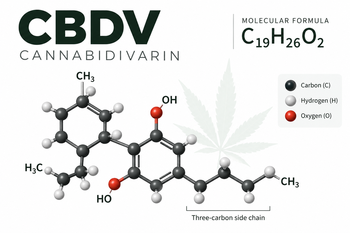 What Is CBDV? Understanding Cannabidivarin and the Science Behind CBDV-Rich Cannabis Seeds