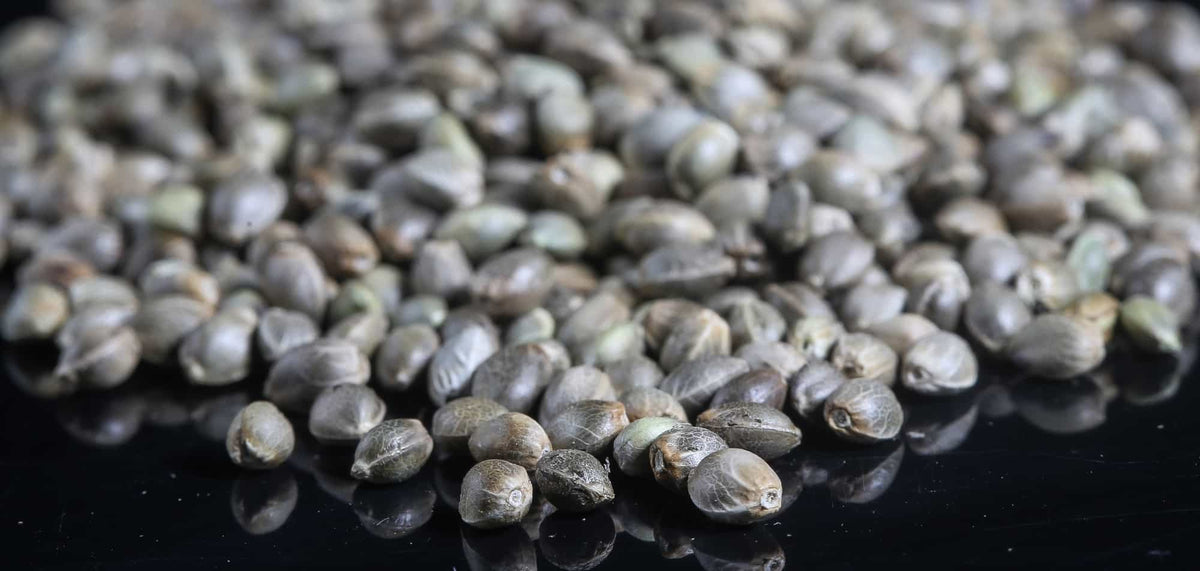 The Coming Cannabis Seed Bank Shakeout: Why Federal Regulations Could Force Many Seed Companies Out of Business