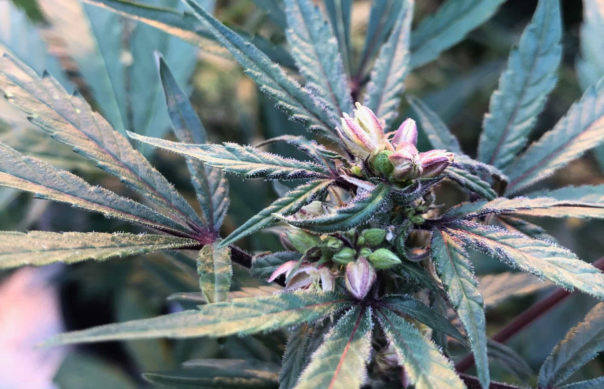 A female cannabis plant that has been reversed to produce purple male flowers.