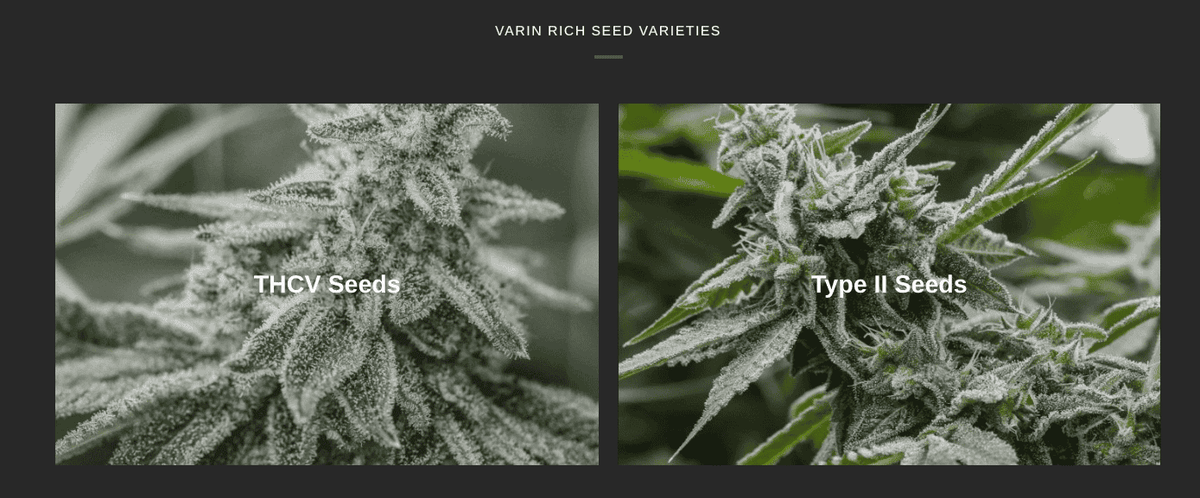 What Makes a Great Cannabis Seed Bank? Inside the Science Behind GTR Seeds