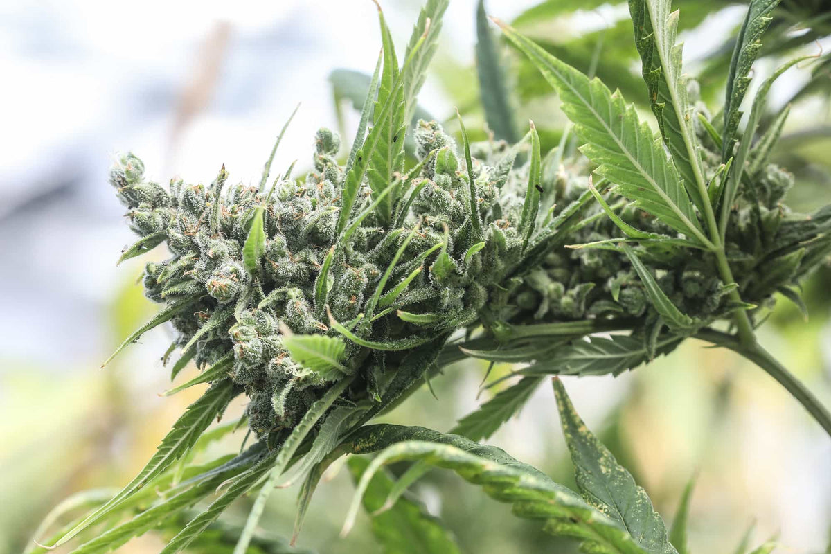 THCV Seeds Buyer's Guide: Finding the Right THCV Cannabis Genetics