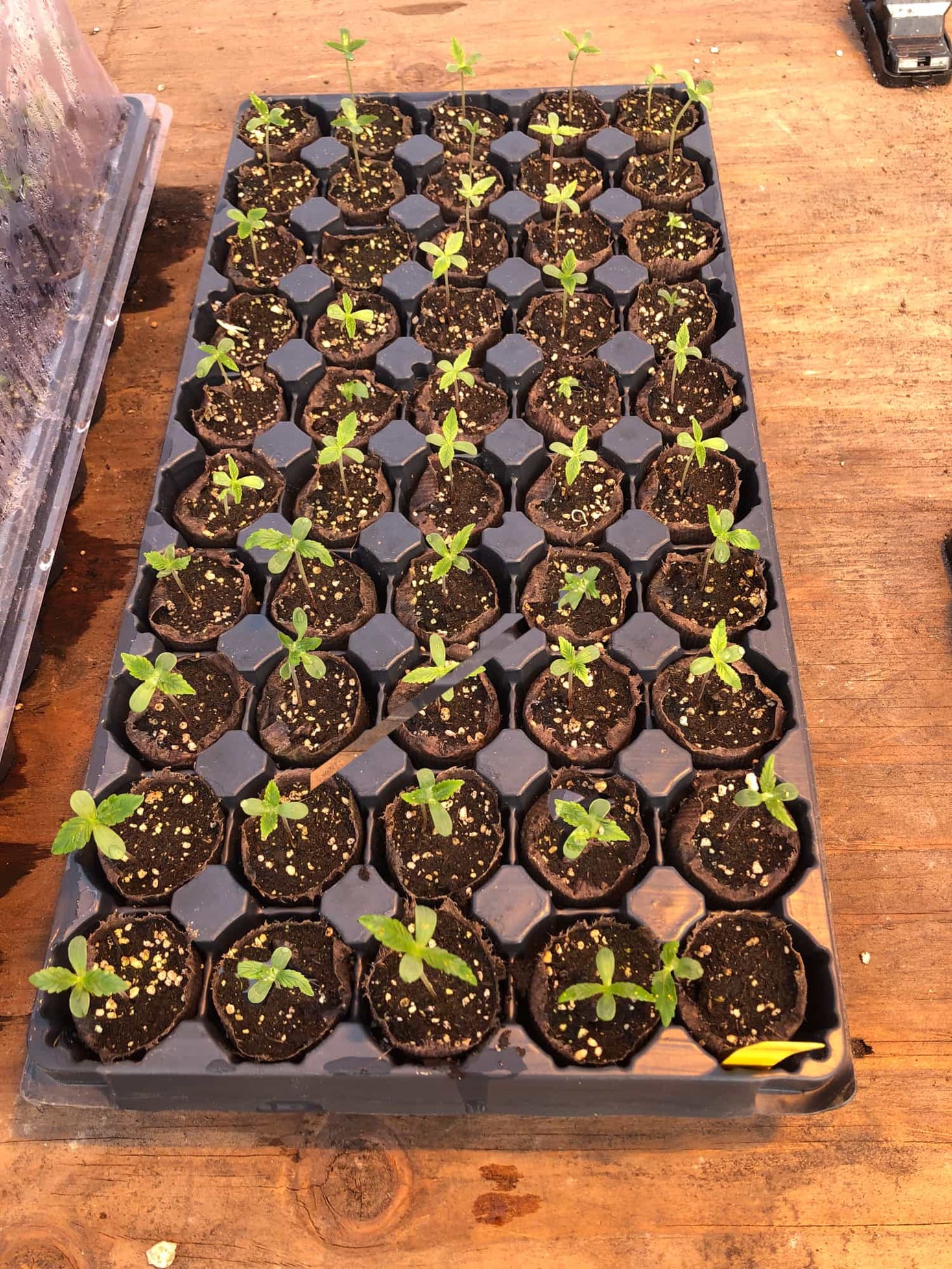 When To Start Marijuana Seeds For Outdoor Planting Beginner's Guide To Starting Cannabis Seeds – GTR Seeds