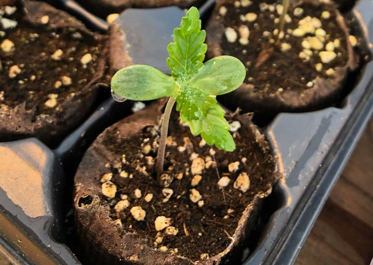 Beginner's Guide To Starting Cannabis Seeds - GTR Seeds