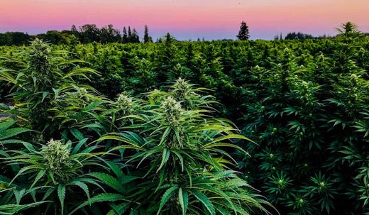 Can THCA Seeds Be Grown As Hemp? - GTR Seeds