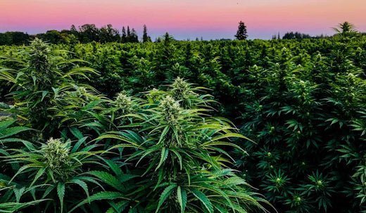 Can THCA Seeds Be Grown As Hemp? - GTR Seeds