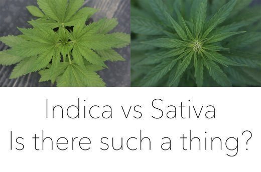 Cannabis Indica vs Cannabis Sativa: The Big Lie - GTR Seeds