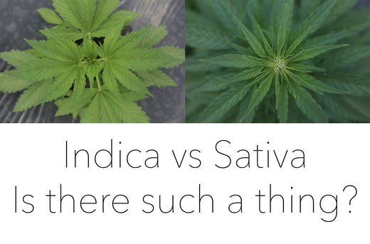 Cannabis Indica vs Cannabis Sativa: The Big Lie - GTR Seeds