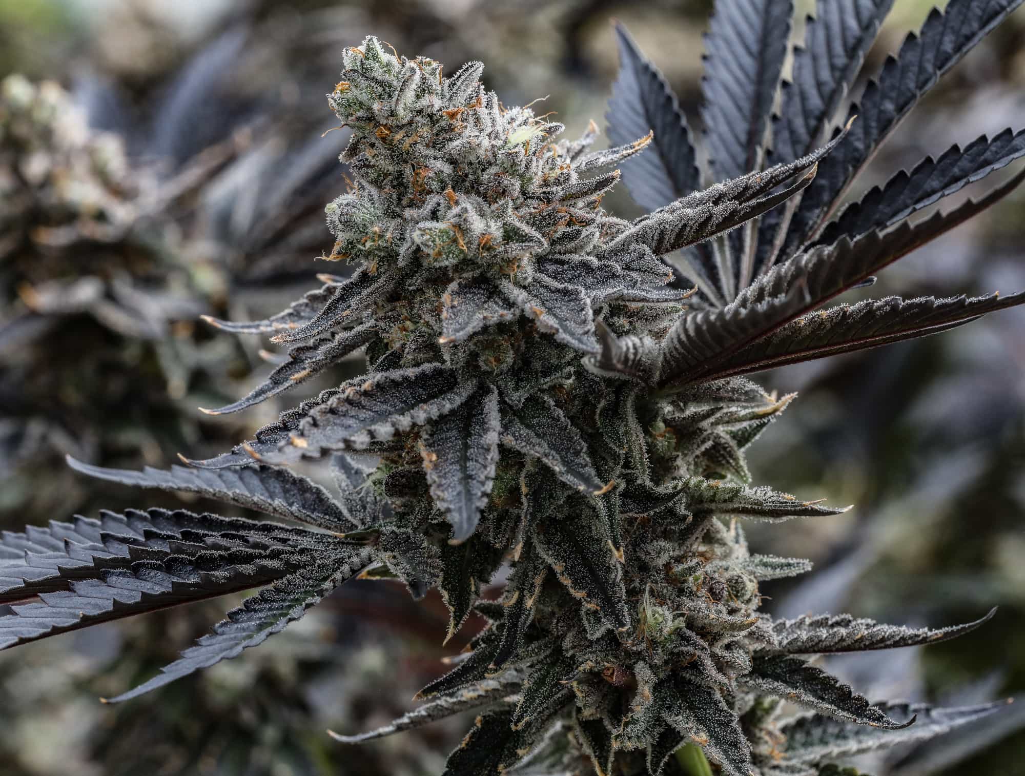 Cannabis Pangenome Project Makes Nature - GTR Seeds