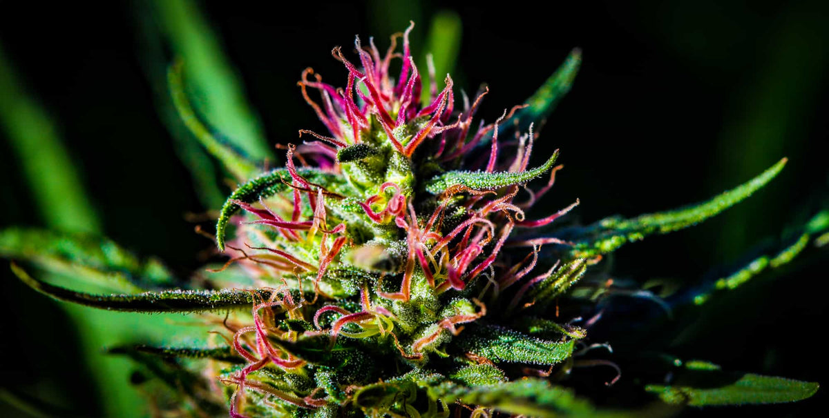 نسب CBD:THC فالقنب: علاش الجينات كتحدّد النسبة وظروف الزراعة كتأثر على تركيز المواد الفعالة