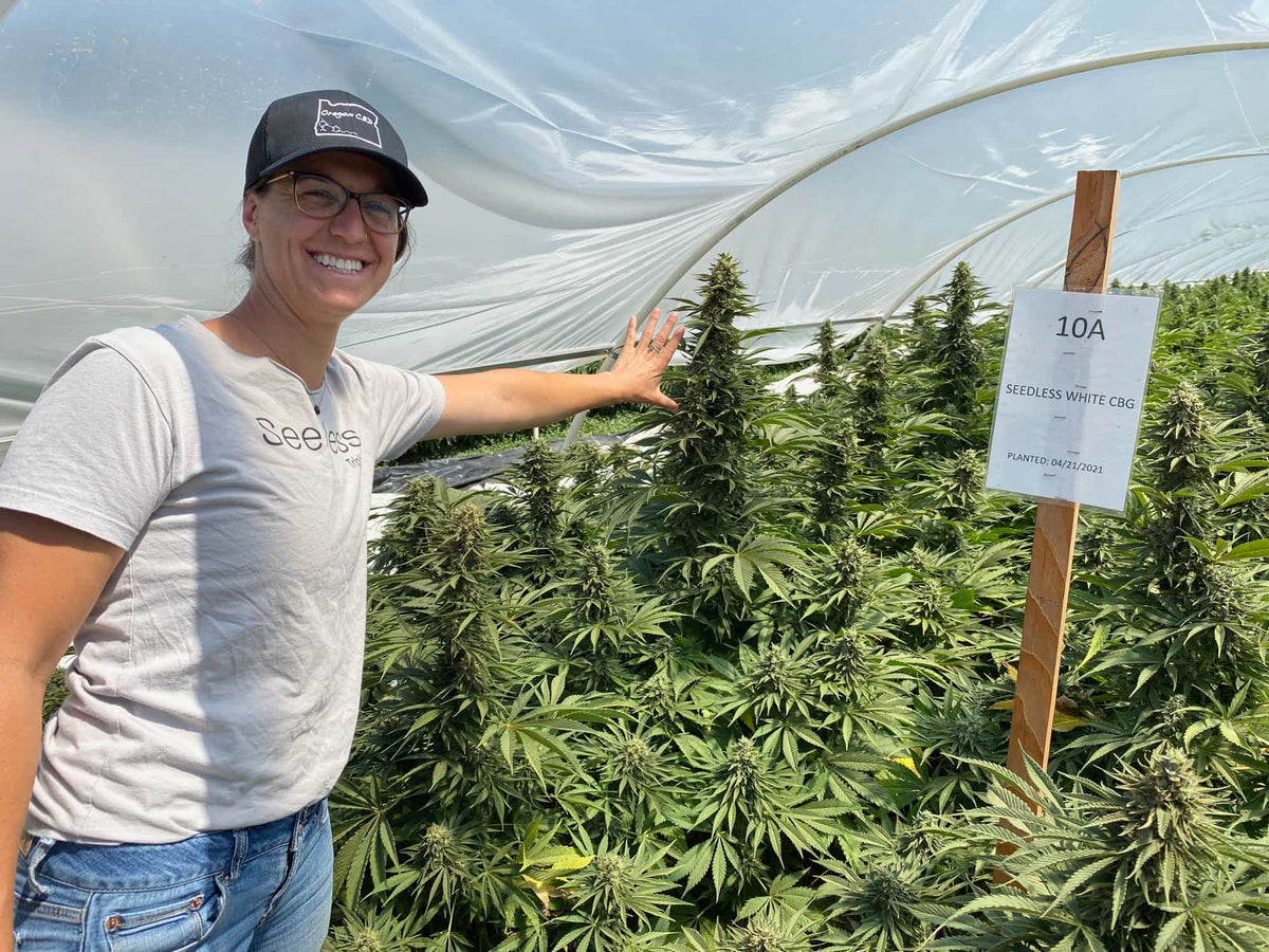 CBG Seeds Buyer's Guide: Choosing the Best High CBG Cannabis Genetics - GTR Seeds