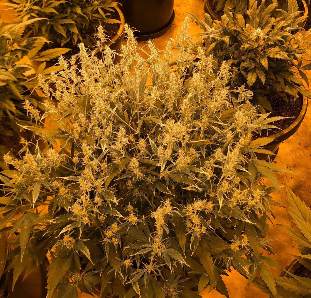 Hemp Tree Mutation Mutations in Cannabis Plants – GTR Seeds