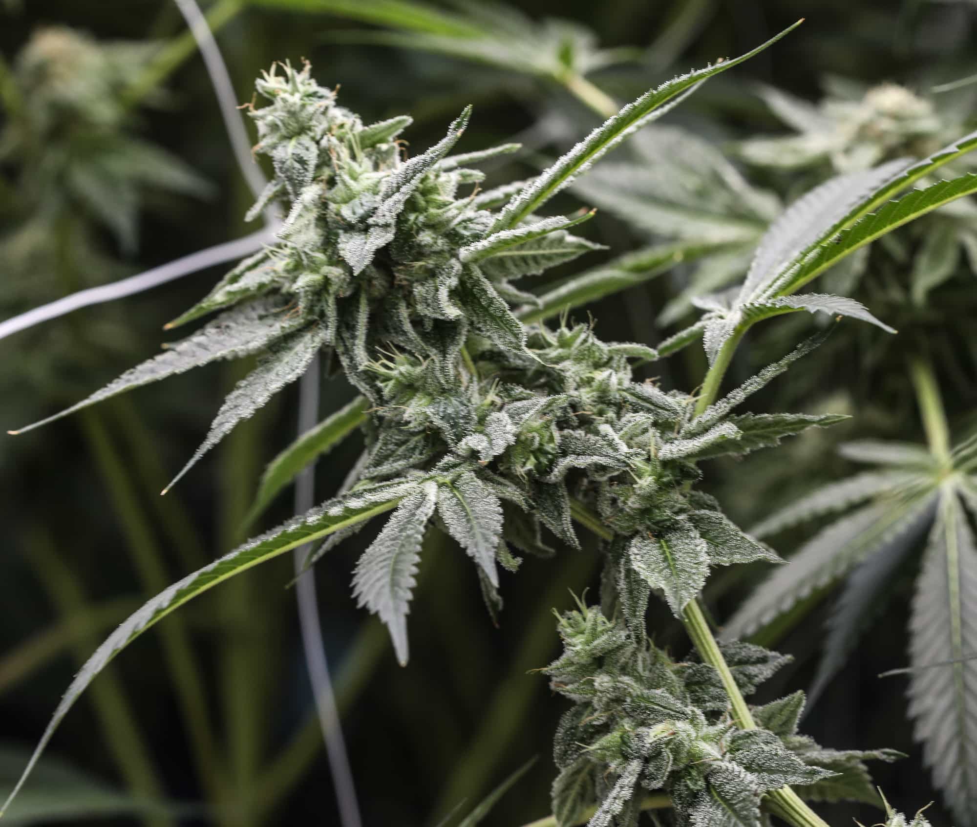 Double Durban THCV: A New Twist On THC - GTR Seeds