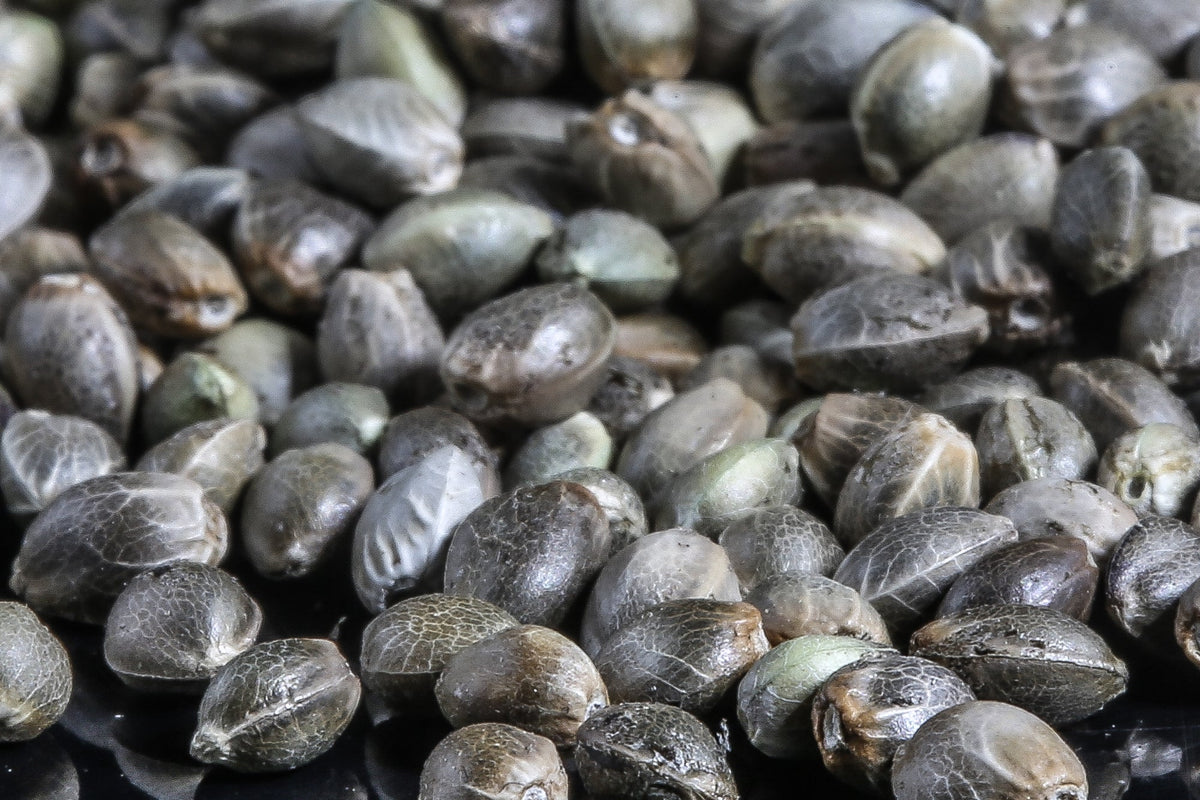 F1 Hybrid Cannabis Seeds vs. Clones: Why Seeds Are the Better Choice for Most Growers - GTR Seeds