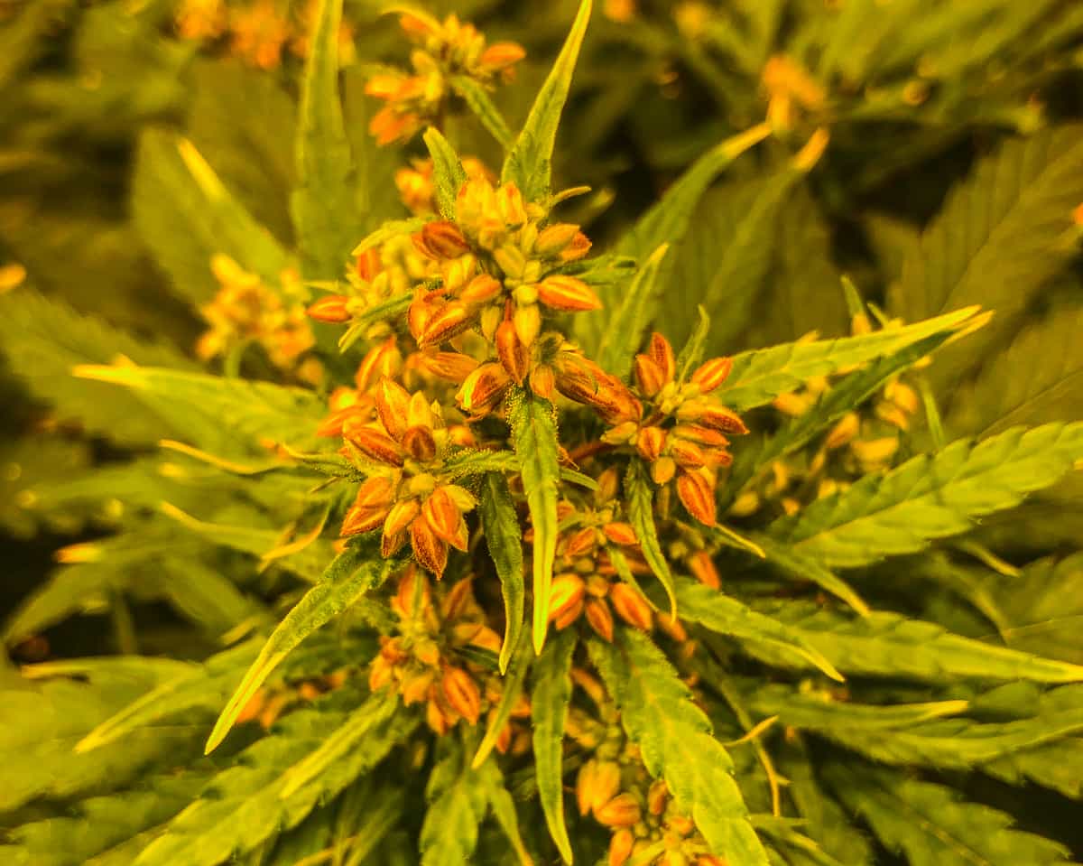 Female, Male, and Hermaphrodite Cannabis Plants - GTR Seeds