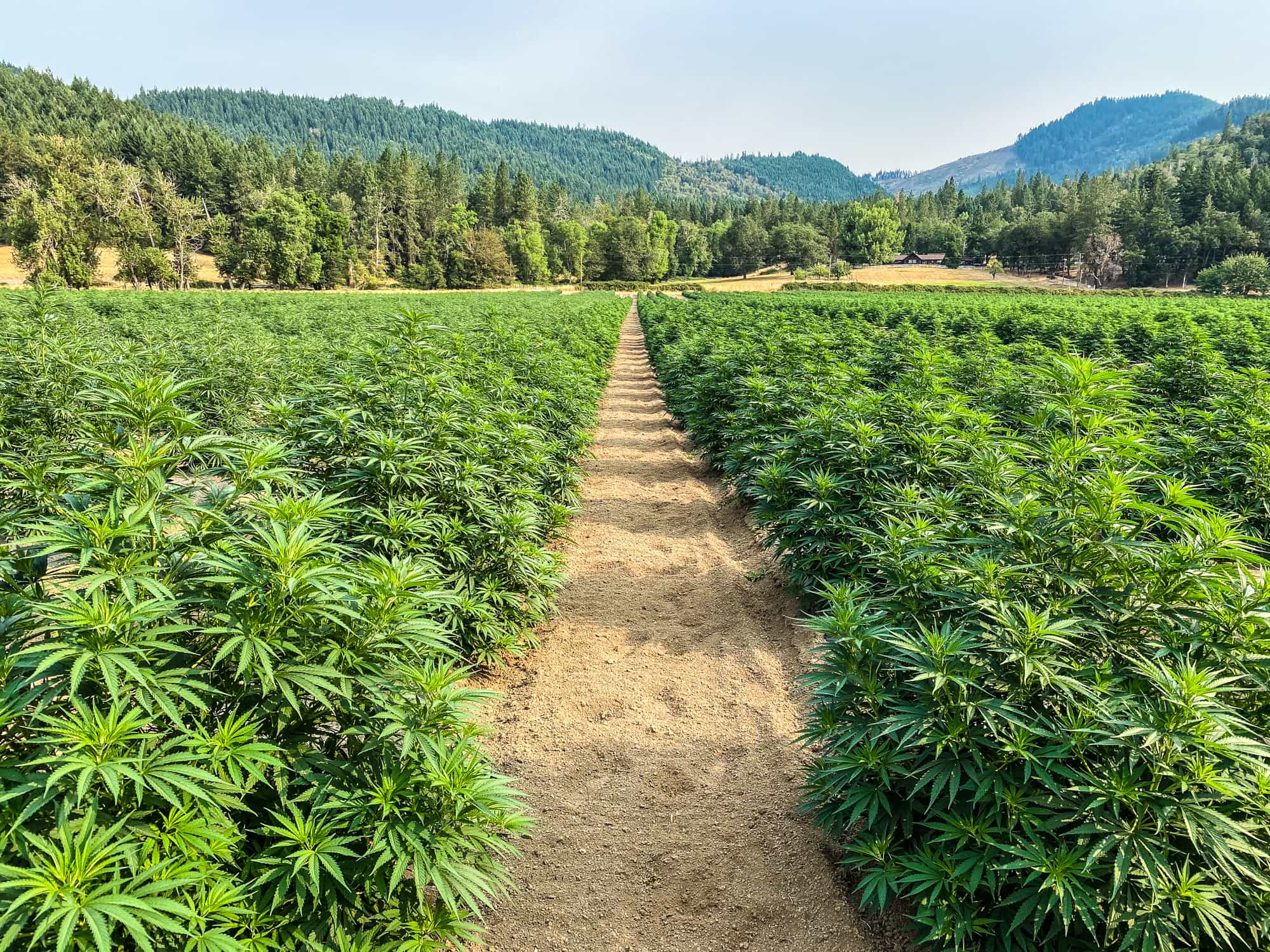 Growing Our Seeds: A Basic Feeding Schedule - GTR Seeds