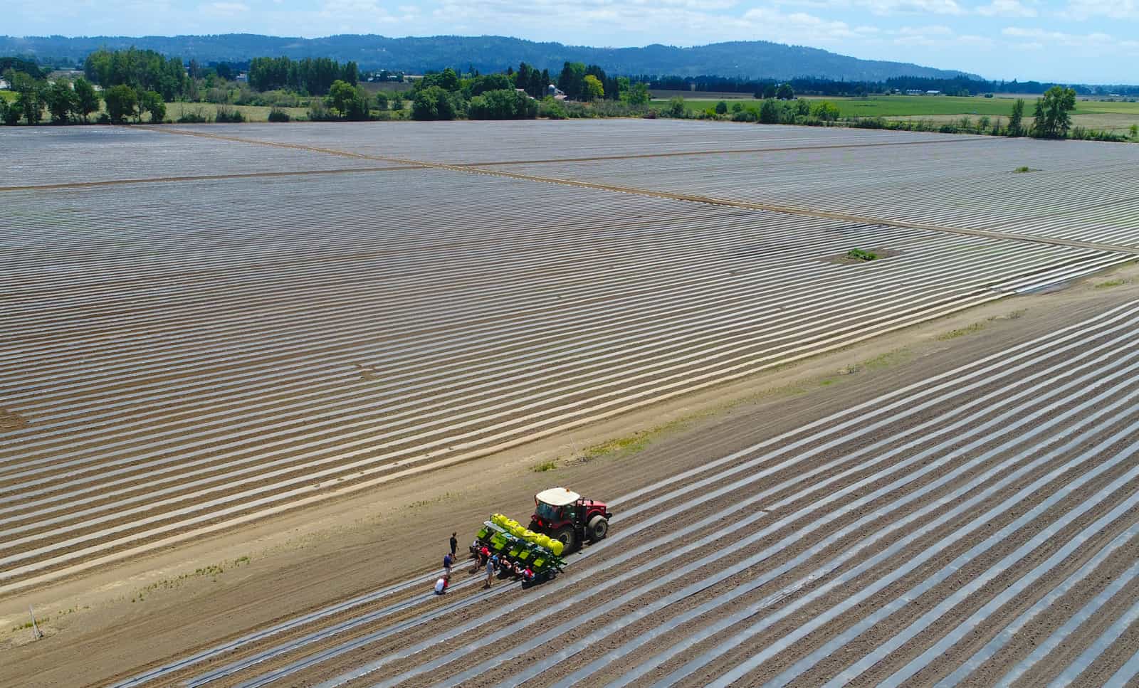 How to Prepare Hemp Fields: Growing Biomass or Flower at Scale - GTR Seeds