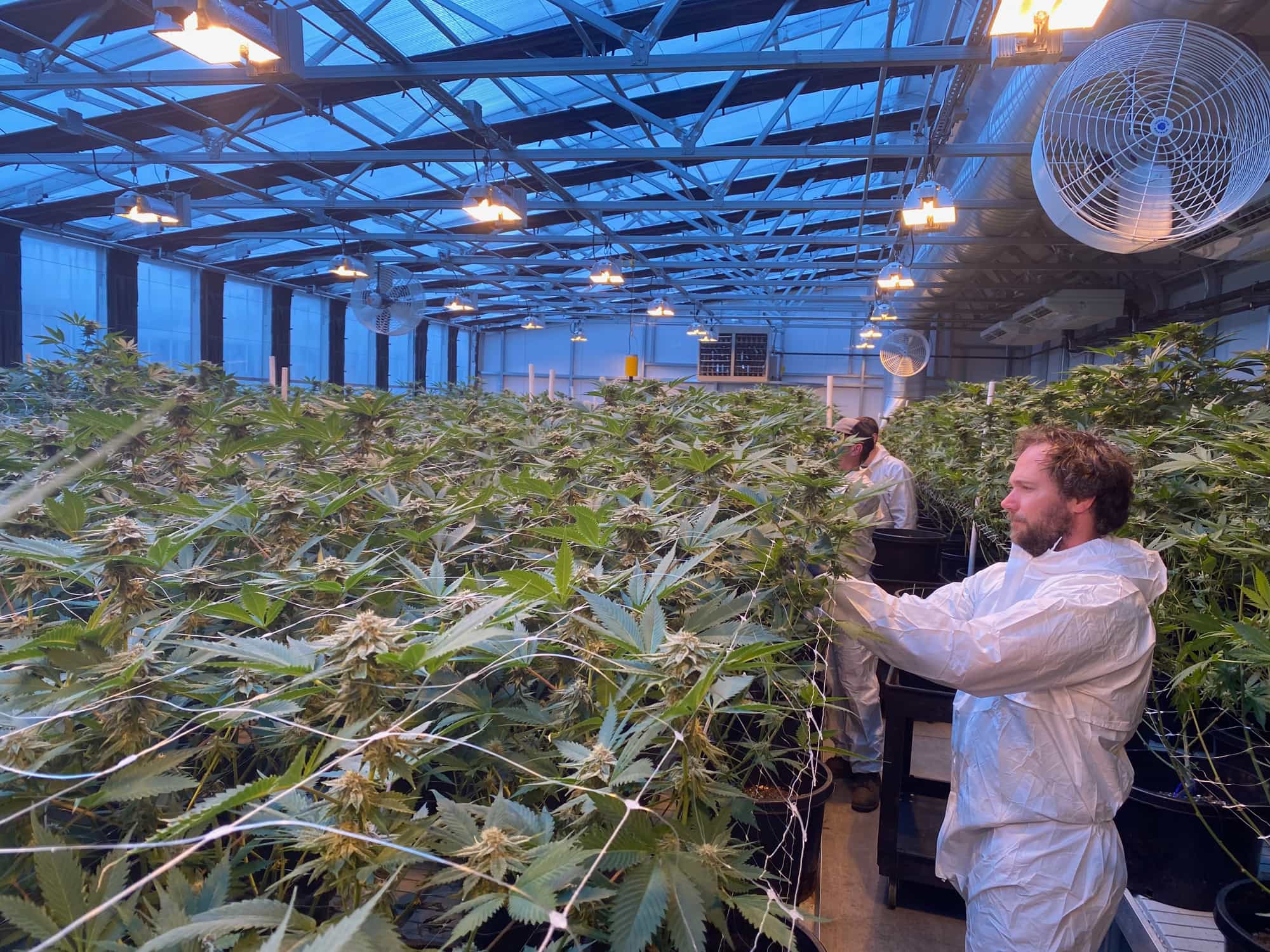 Influential Cannabis Publications: Our List of Our Affiliated Works - GTR Seeds