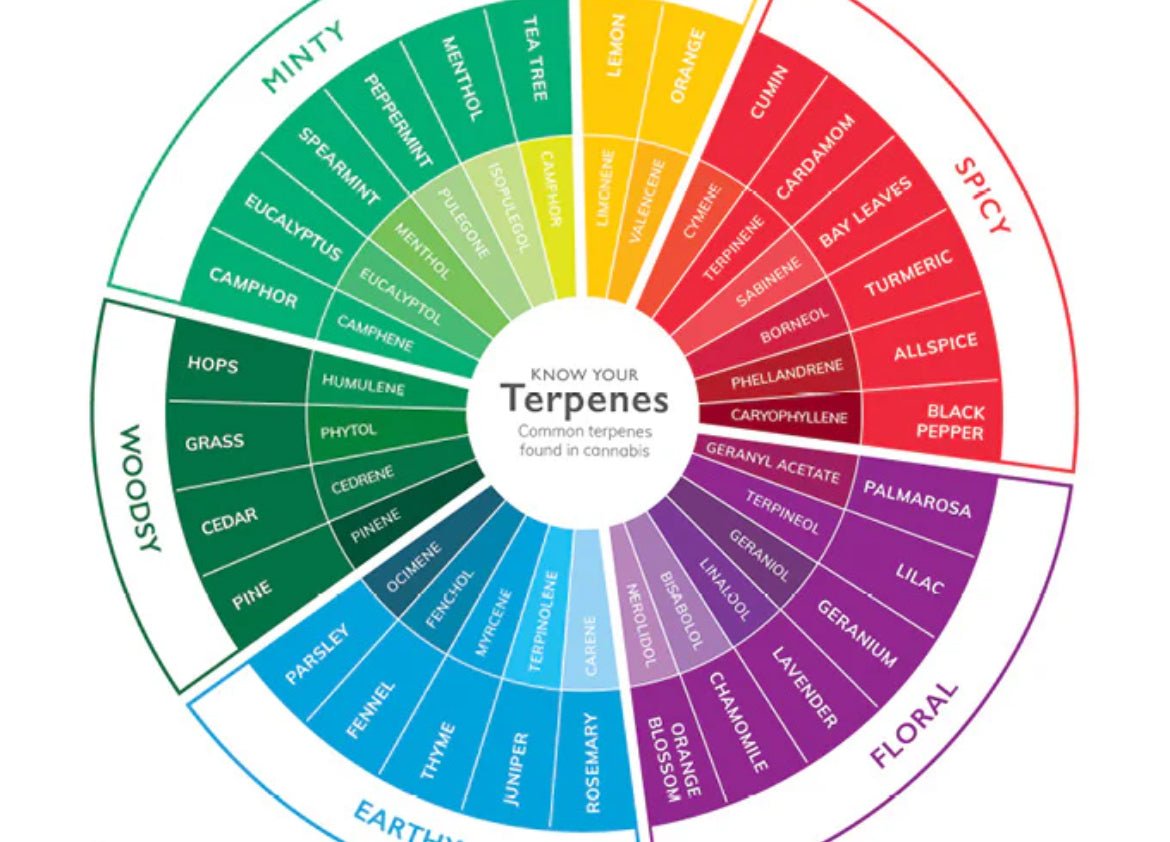 Is It All About Those "Terps"? - GTR Seeds