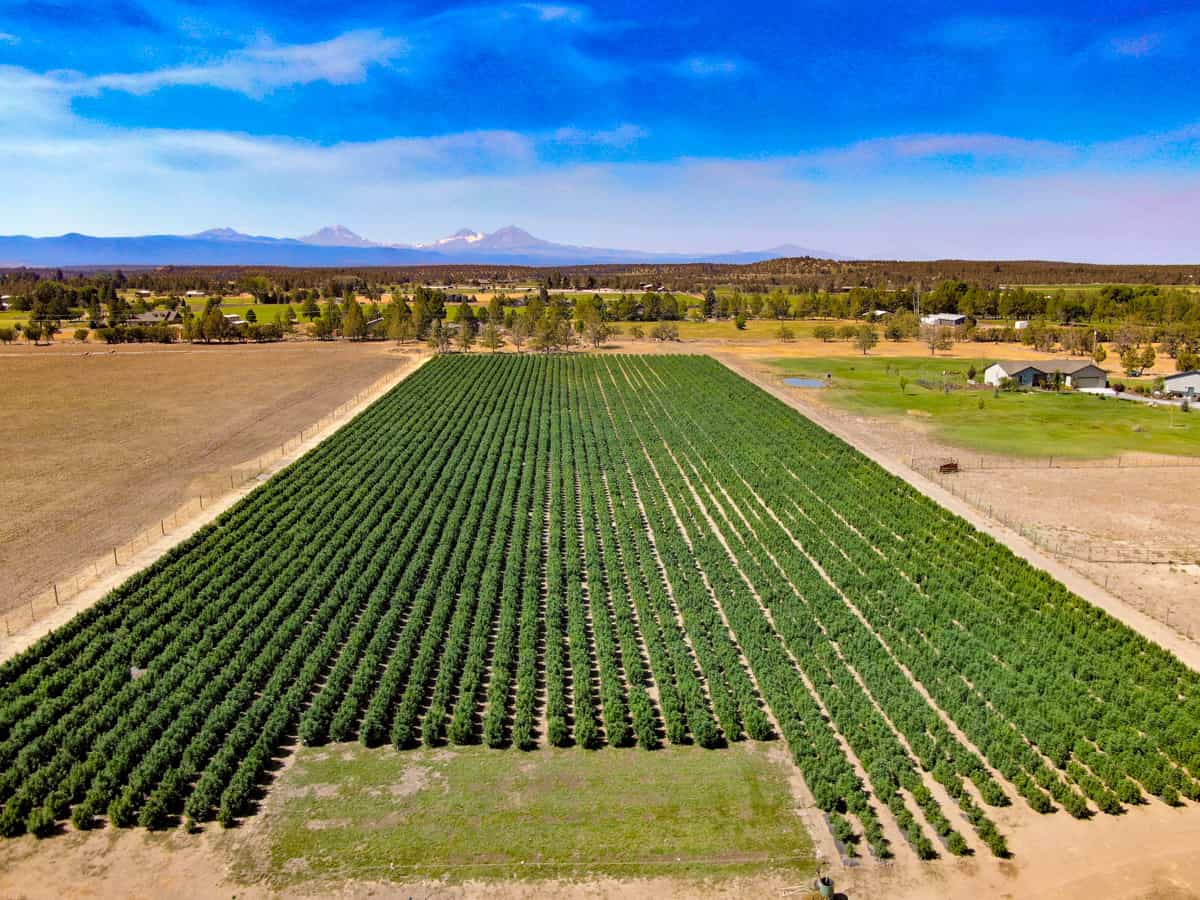 Large-scale field cultivation