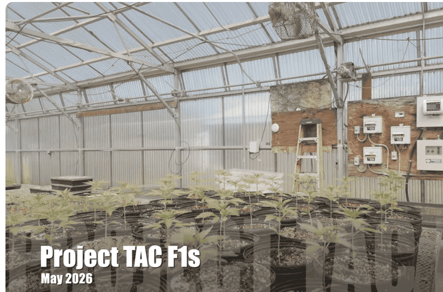 Project TAC Update: Breeding Cannabis for Maximum Cannabinoid Production - GTR Seeds