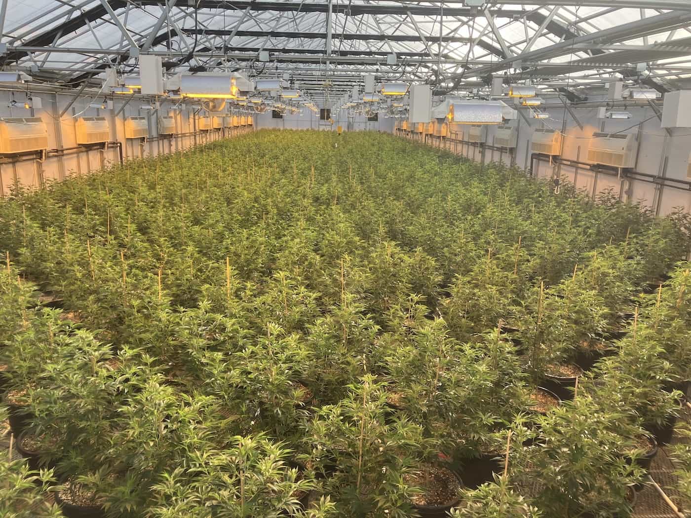 A greenhouse full of lifter cbd seeds.