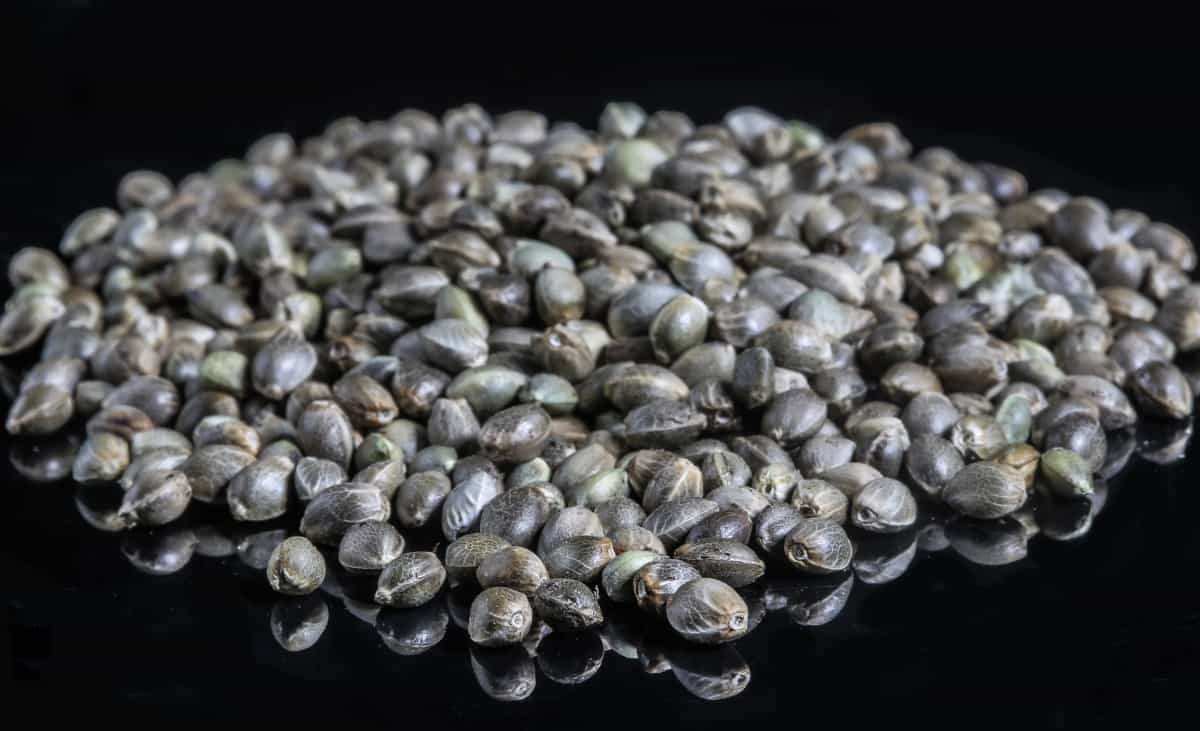 The Benefits of Growing High CBD Seeds - GTR Seeds