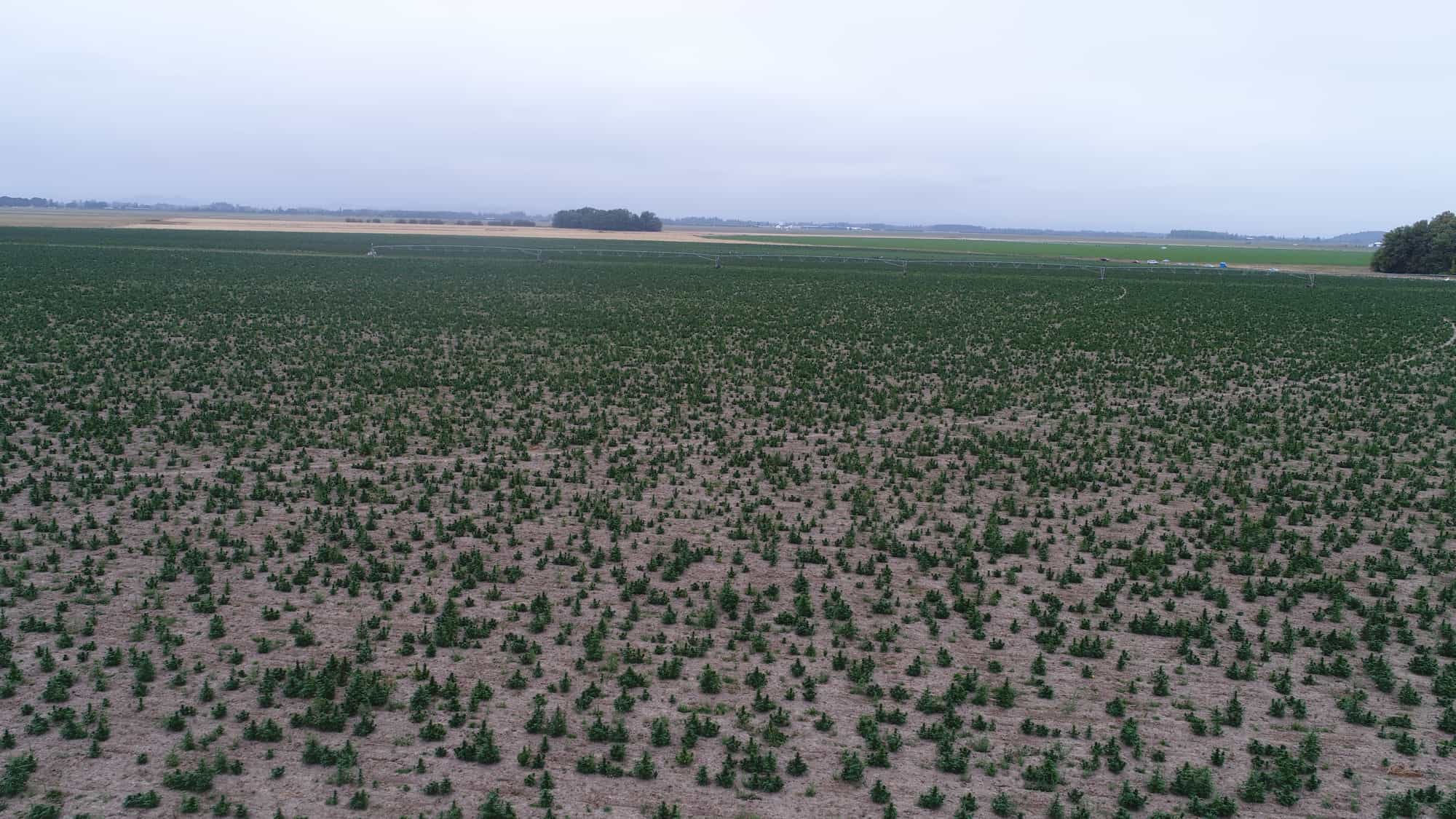 A field of autoflower seeds growing outdoors in Oregon.