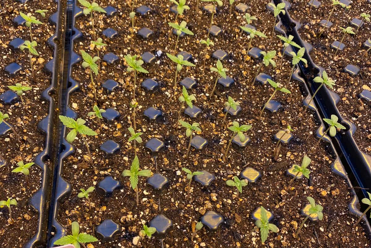Starting Cannabis Seeds - Always Start Clean – GTR Seeds