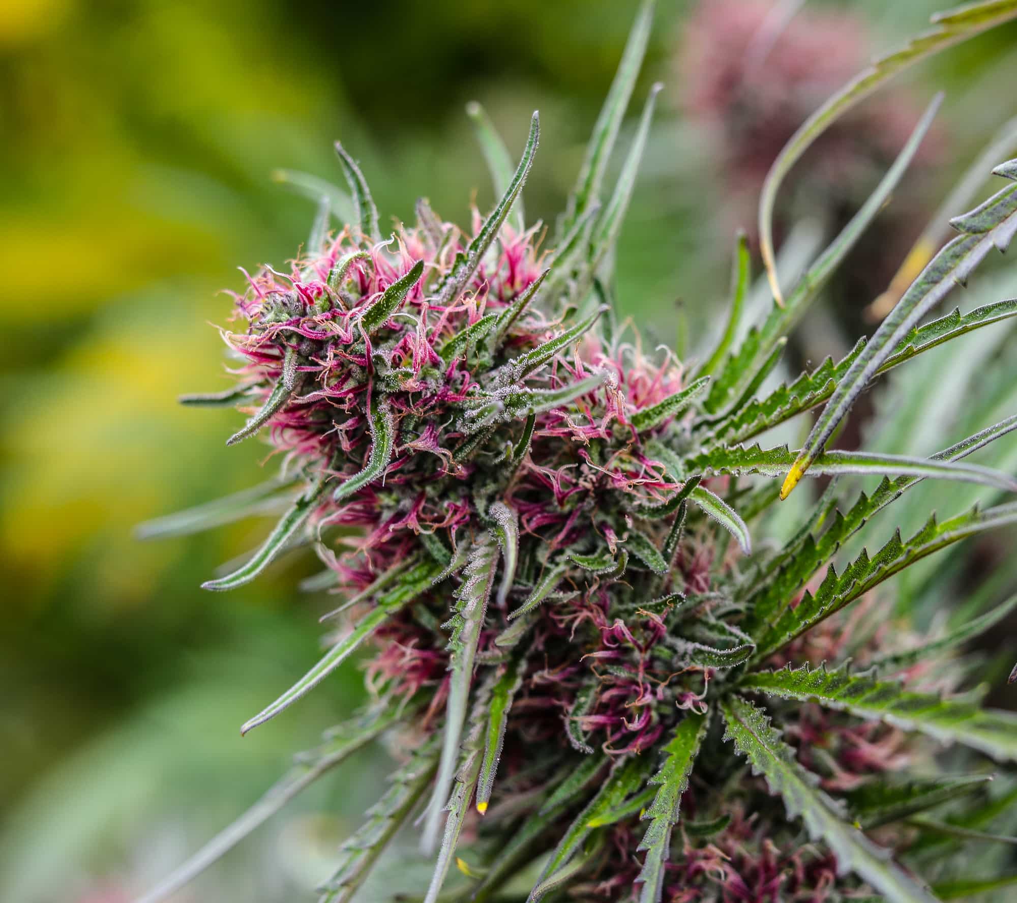 Understanding CBD to THC Ratios: What You Need to Know - GTR Seeds