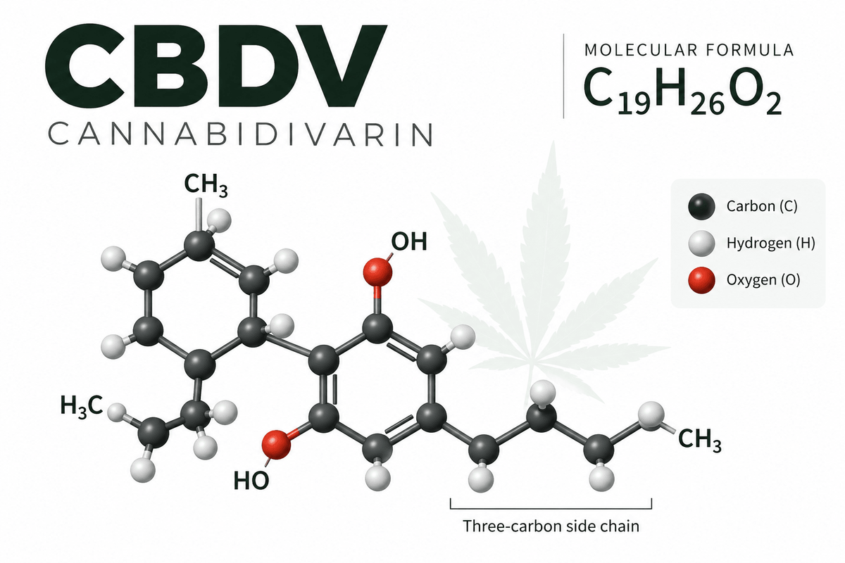 What Is CBDV? Understanding Cannabidivarin and the Science Behind CBDV-Rich Cannabis Seeds - GTR Seeds