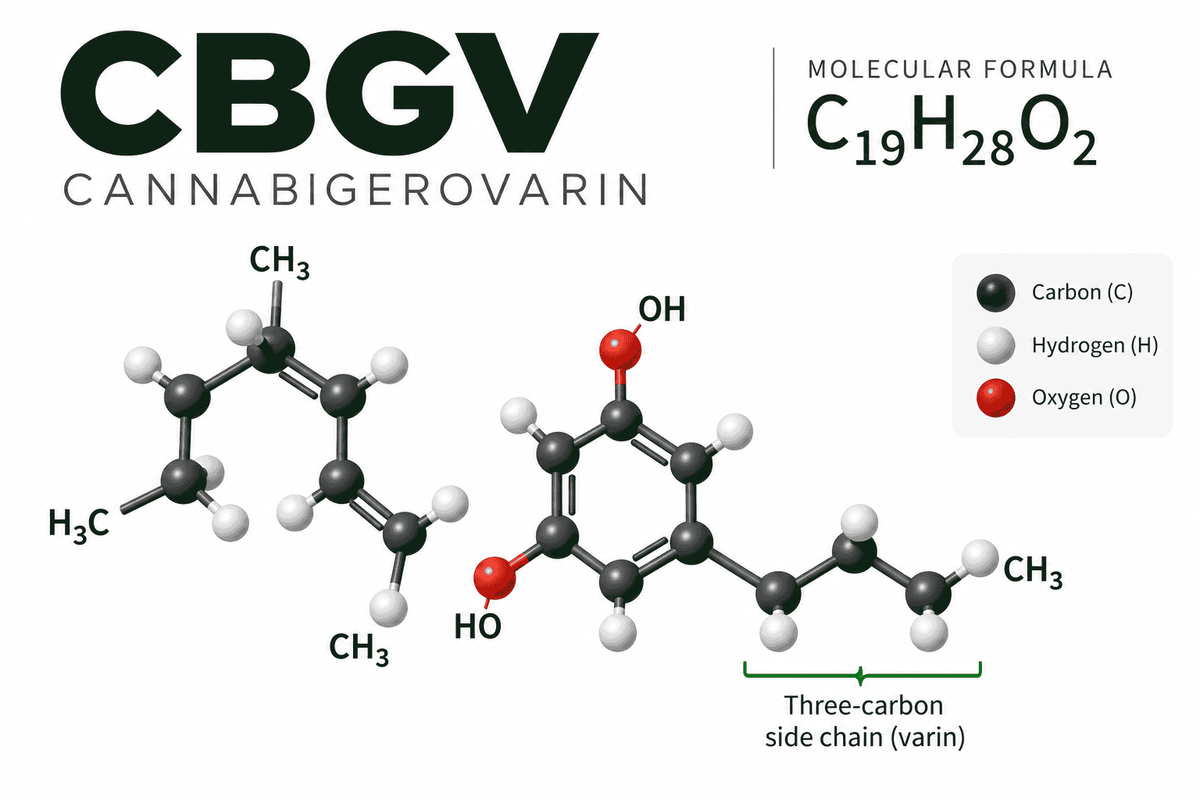 What Is CBGV? Understanding Cannabigerovarin and the Science Behind High CBGV Cannabis Seeds - GTR Seeds