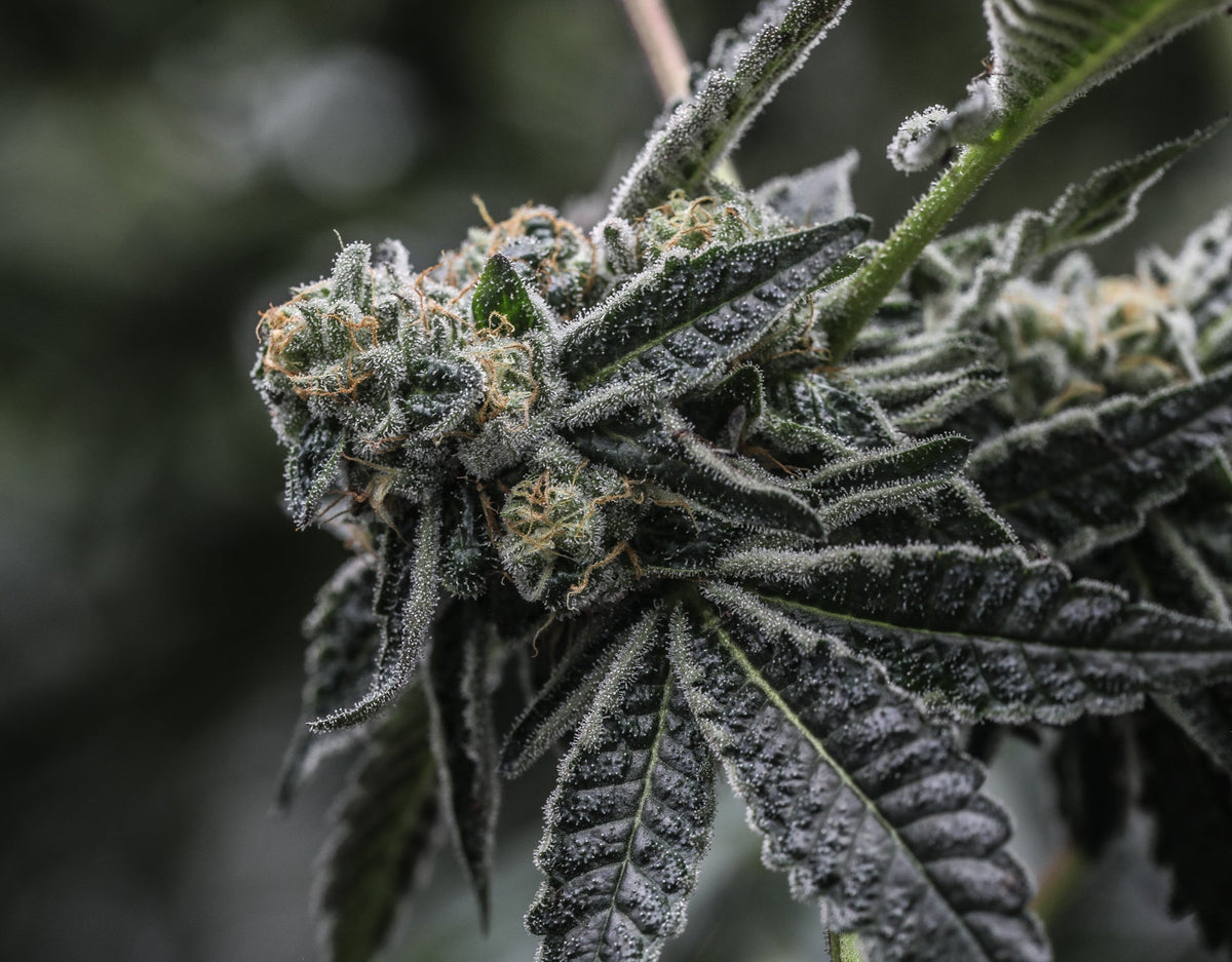 Why Aren't There More Triploid Cannabis Seeds Available? - GTR Seeds