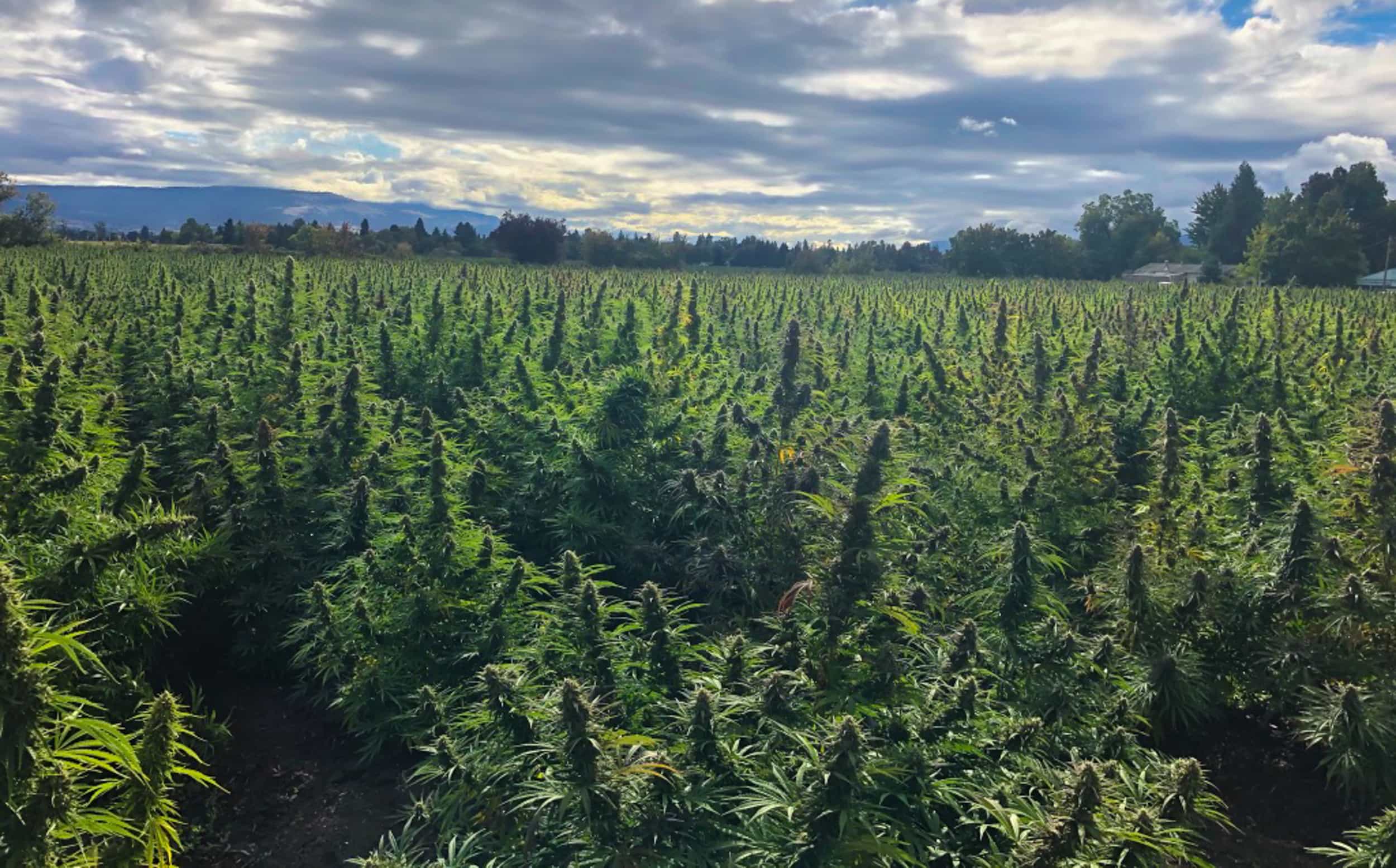 A low THC USDA hemp field