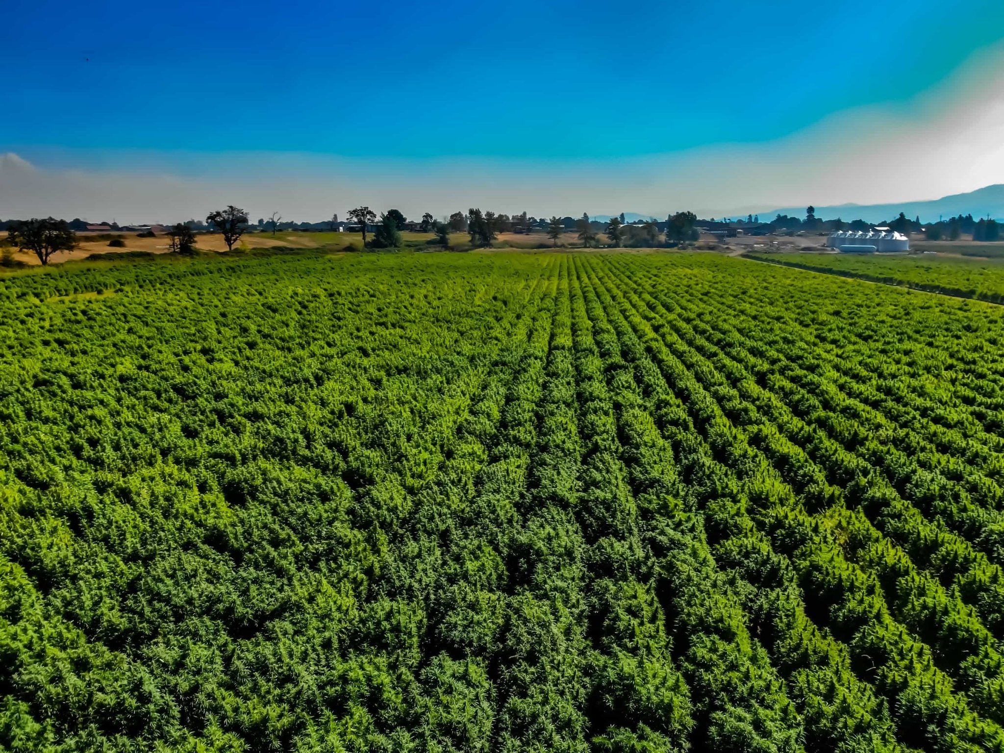 A field of of high CBD hemp growing outdoors in Oregon with GTR Seeds feminized seeds.