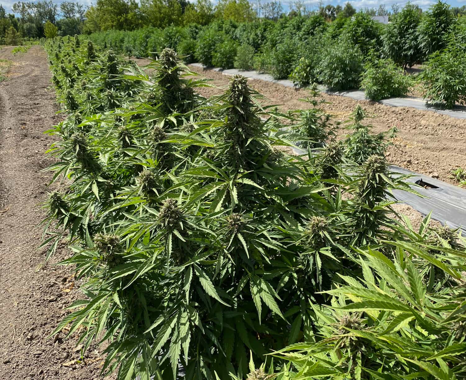 A field of Sour RNA Seedless autoflower plants