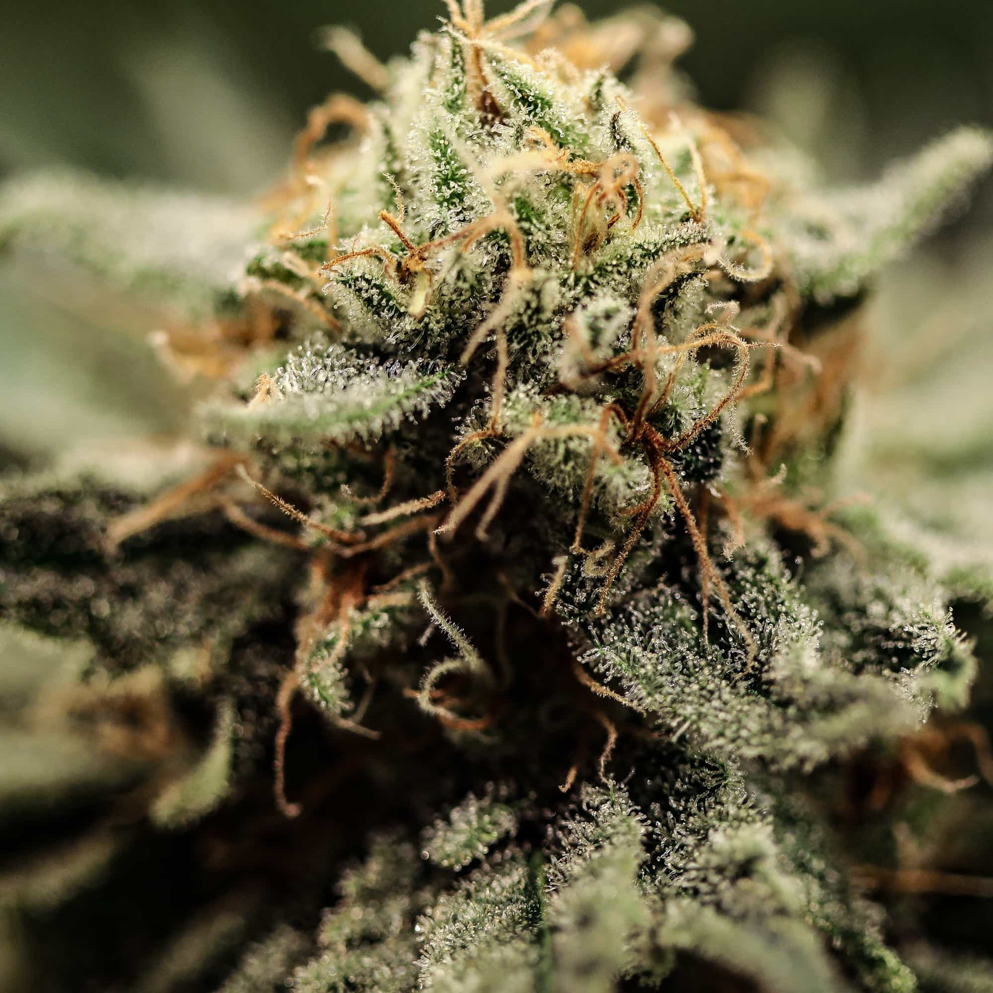 Best Selling CBD Seeds - GTR Seeds