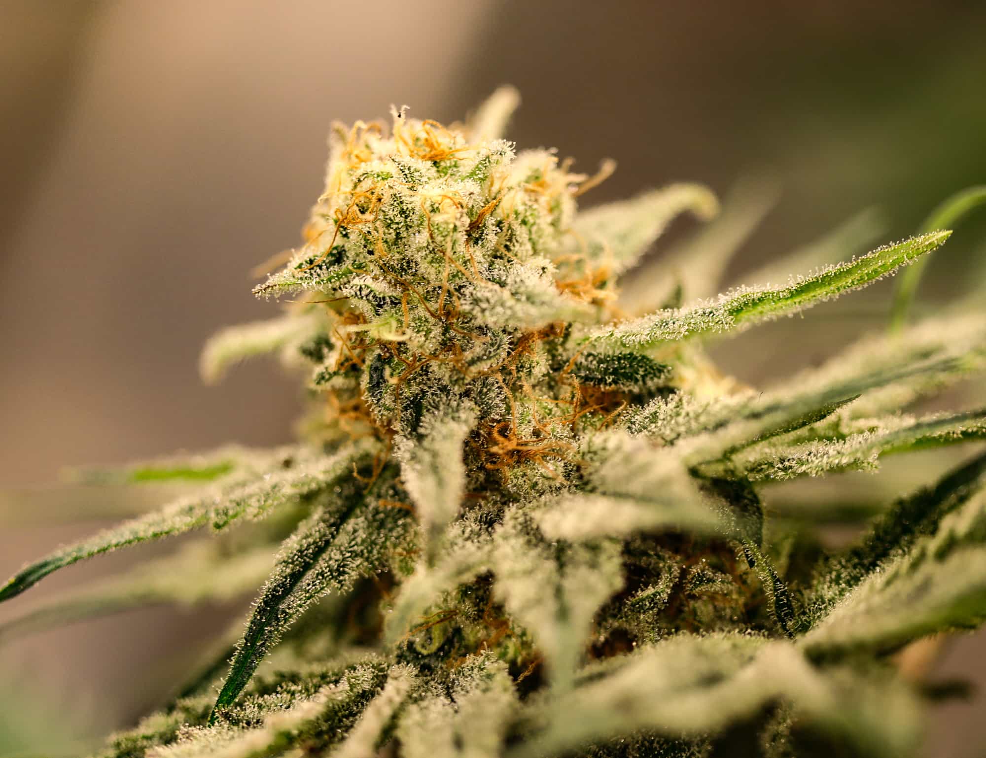 Best Selling THC Seeds - GTR Seeds