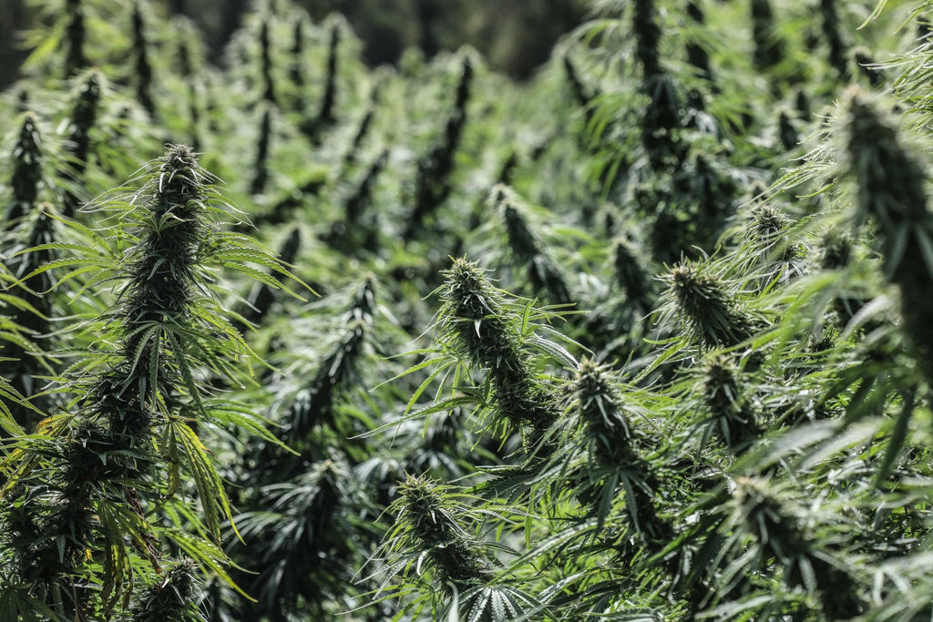 リアルウィード real weed  cannabis hightimes All Time High Strain - Hybrid Cannabis Review, 17.24% THC