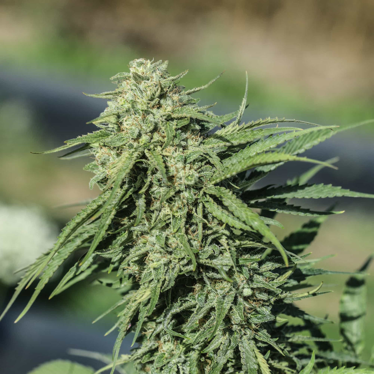 New Releases - Type 3 & 4 - GTR Seeds