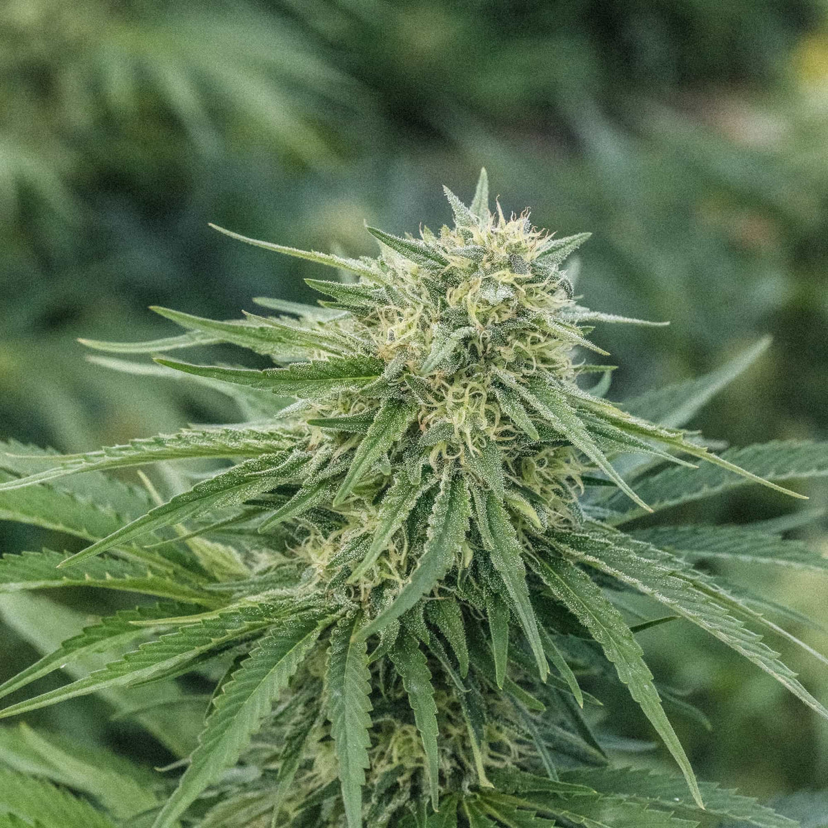 Key Lime CBG Seedless - GTR Seeds