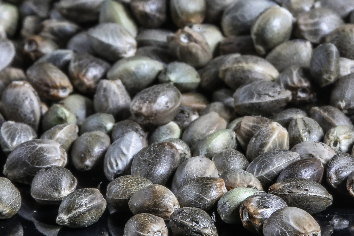 A close-up pile of dark gray to olive-green seeds or nuts with a textured, slightly glossy surface.