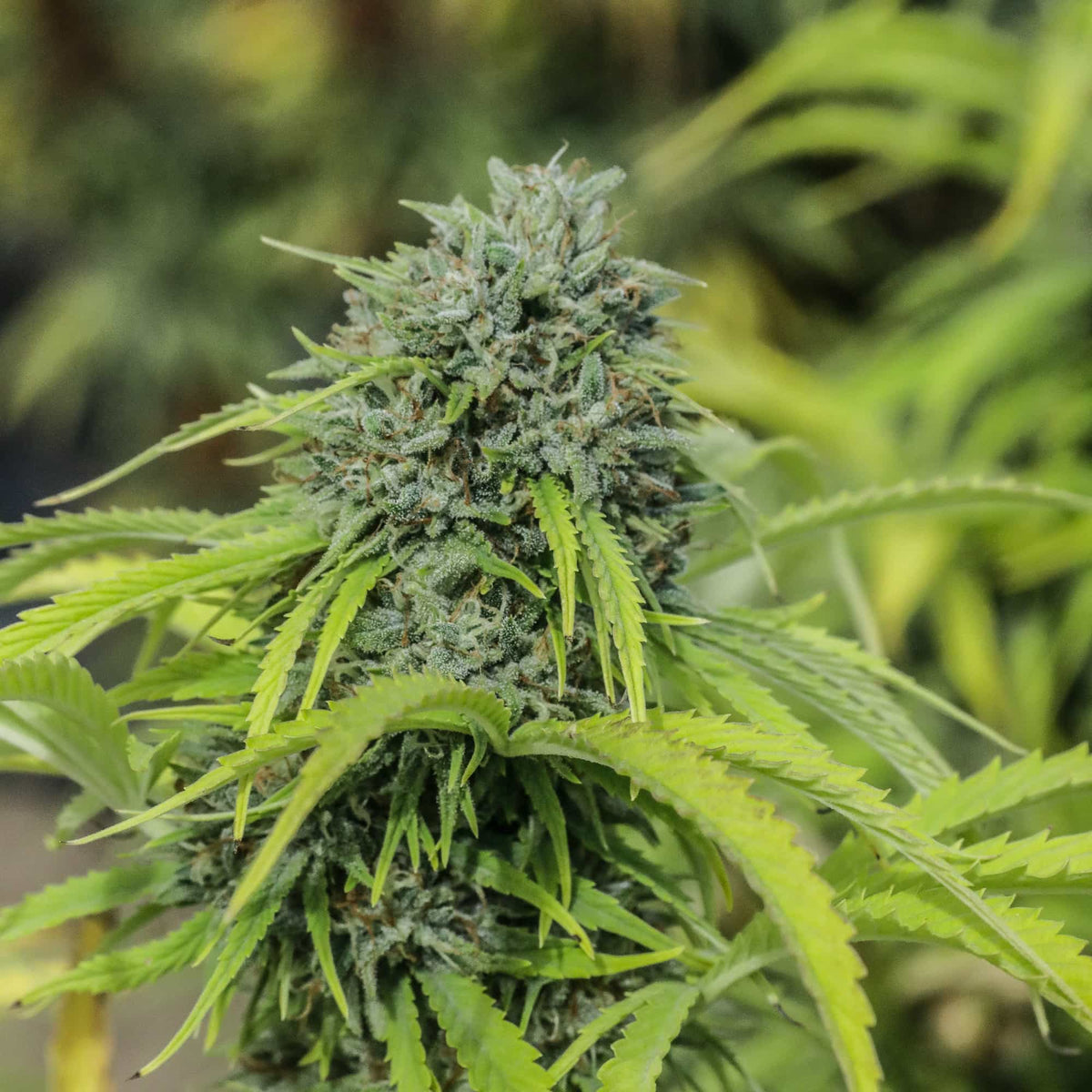 A close up of a green high cbd cannabis flower with a blurred background.