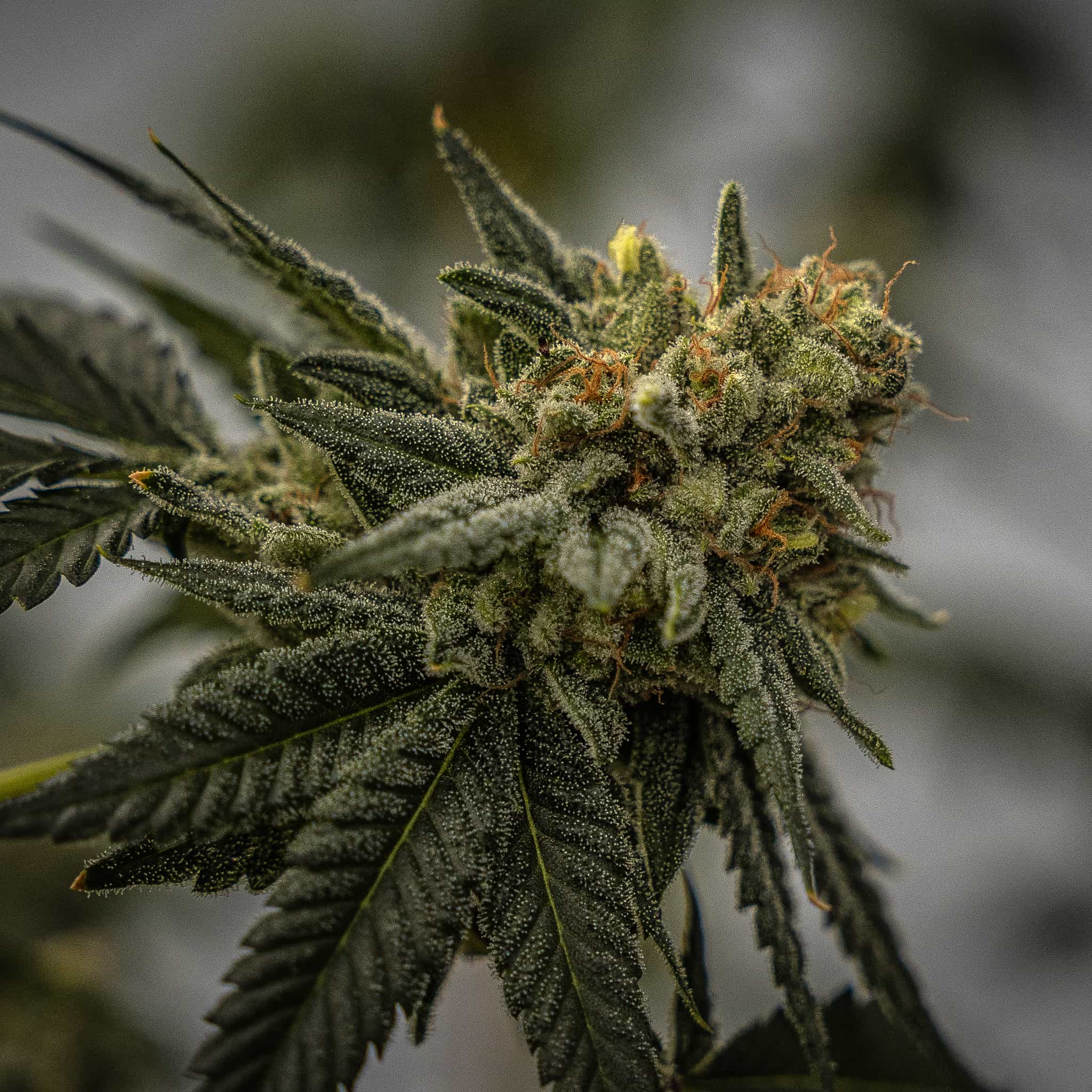 Orange hairs and green flowers on a Bermuda Triangle Seedless plant, one of the first triploid cannabis strains on the market.