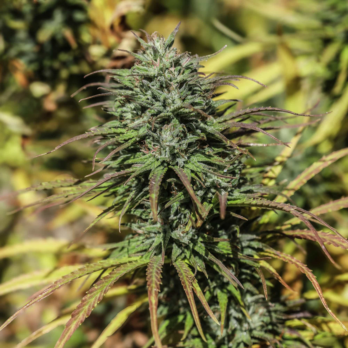 Castaway CBDV Seedless - GTR Seeds