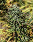 Castaway CBDV Seedless - GTR Seeds