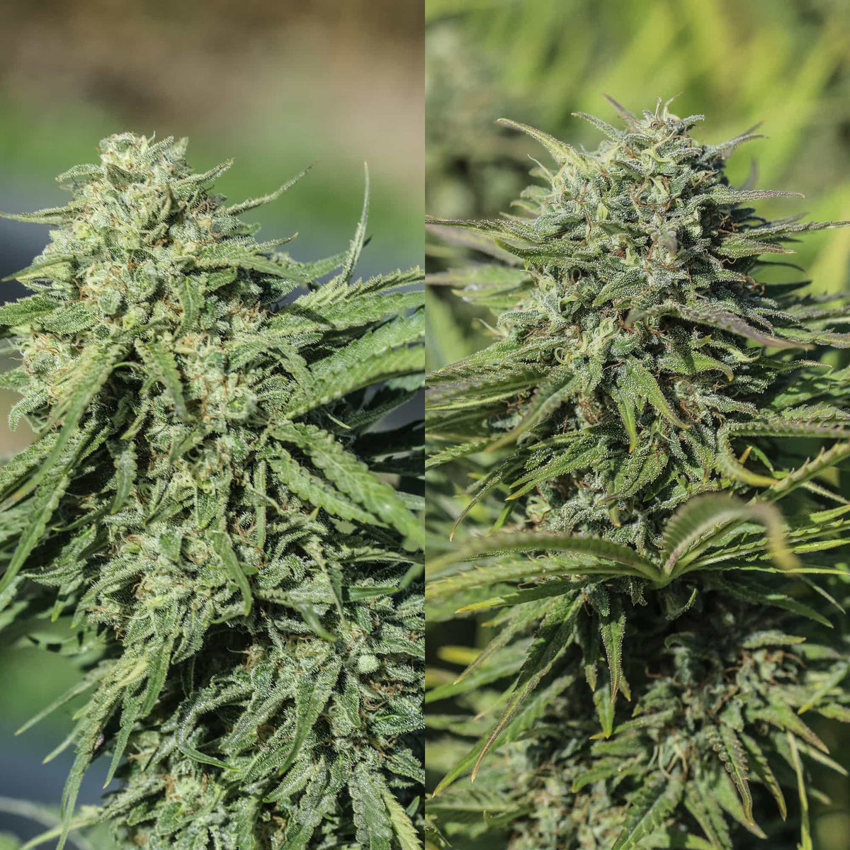 CBG Terp Hunters Mix - GTR Seeds