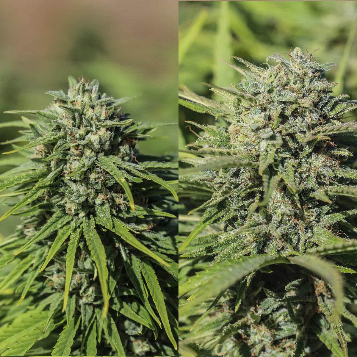 CBGV Discovery Pack - GTR Seeds