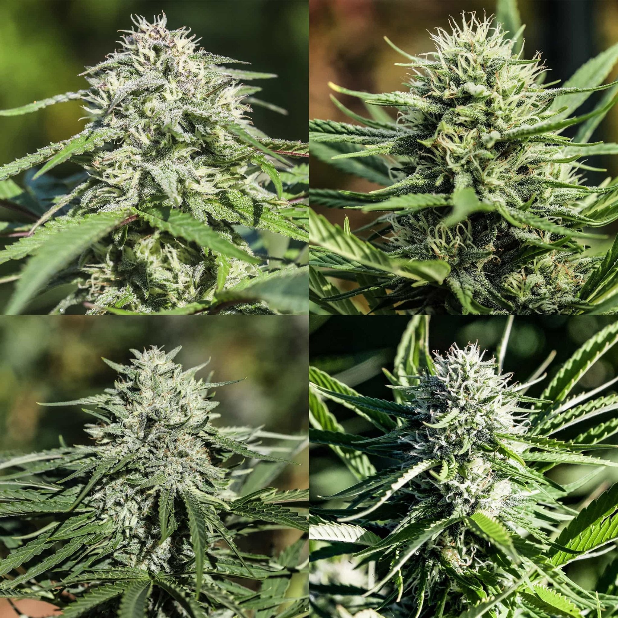 Green and purple flecked Cakeberry Brulee flower, a green with narrow leafed Sour Chem CBD flower, a green and frosty Sour Brulee flower, and a large and bulbous Sour Brulee flower. All flowers were grown from high cbds seeds outdoors at GTR.